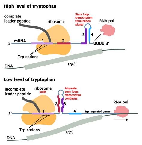 what is attenuation|what is attenuation in microbiology.